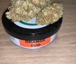 GREEN BUDD CBD PORNIC image 12