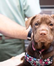 Highlands-Eldorado Veterinary Hospital image 17