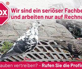 ATOX Schädlingsbekämpfungsfachbetrieb Bild 8
