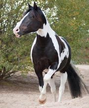 Inge Denker Bild 11