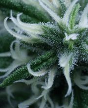 FACT FARM CBD - Produttore dal 2018 di Canapa Legale - CBD Shop Torino immagine 11