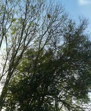 SOS Abeilles image 2