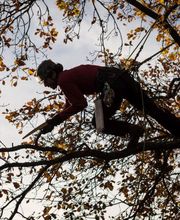 Baumpflege Wolf Bild 3