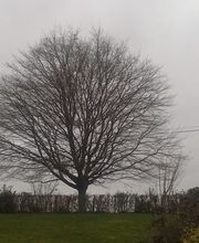 Ecureuil Elagage image 7