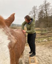 Nicola Annaberger, Pferdeosteopathie Oberland, Pferdephysiotherapie Oberbayern, Pferdeosteopathie Oberbayern, Osteo Pferd Bild 8