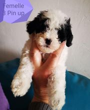 Elevage Des Jours Étoilés image 10