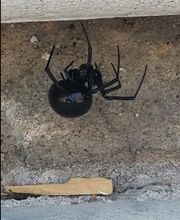 EnviroPest image 10