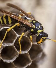 Stop Guêpes & Frelons image 9