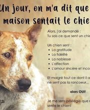 Espace SOS Canin image 2