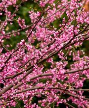 Vista Valley Tree Service Inc image 2