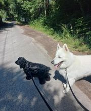 Complices Canins image 3