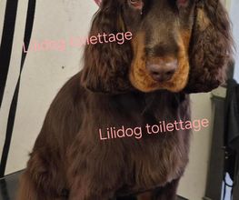 Lili Dog image 1