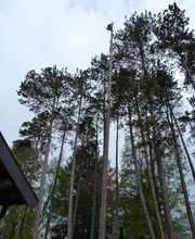 Acces Aux Arbres image 3