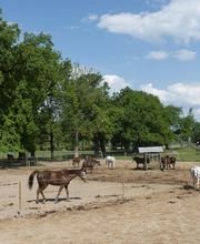 Manège et Poney Club de Presinge Bild 6