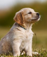 West Park Veterinary Services image 15