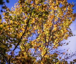 FriedWald Wildenburger Land Bild 9