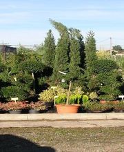 Pépinières Clarac-pesqué SARL image 1