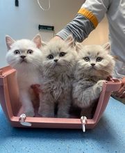Dierenkliniek Amersfoortweg afbeelding 4