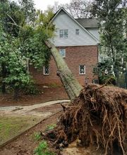 Southeast Tree image 16