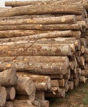 MONSIEUR PIRES JOSE image 1