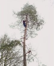 Mickael élagage image 3