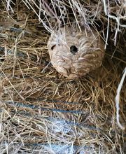 CLG Nuisibles image 7