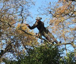 Dans Les Arbres image 4