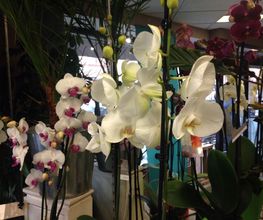 ORPHEE FLEURS image 3