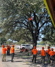 SavATree - Tree Service image 16