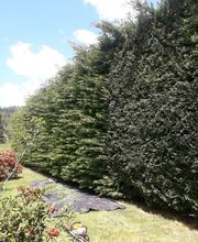 Chebance Bertrand image 7