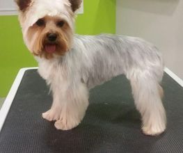 DogShine image 10