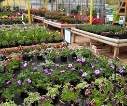 Harmony Végétal image 7