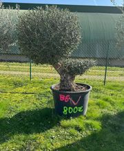 Valerie Maille image 3