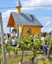 Weingut Schmitt Bergtheim Bild 3