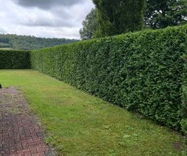 Forst- und Gartenpflege Dyck Bild 1