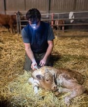 ClinicVet Vétérinaire La Feuillie image 6