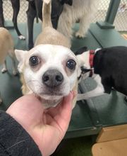 Spa Paw & Tail Premier Pet Resort image 20