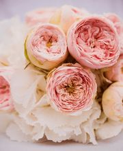 Blumen Tschan Bild 3
