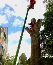 Baumpflege Michael Kaschube Bild 2