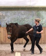 Gesundes Pferd Andrea Möri Bild 5