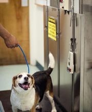 Levittown Animal Hospital image 10