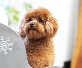 Doggrooming Ramstein Bild 6