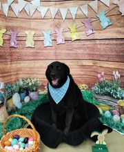 Petsburgh Pet Care image 6