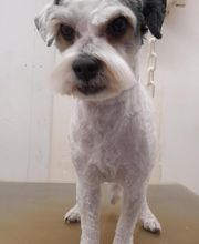 Pil Poil Toilettage E.I image 6