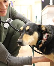 Valley Animal Hospital image 11