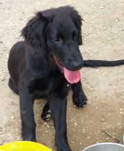 Educa'Dog image 2