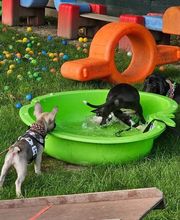 Miris Hundeschule Bild 3