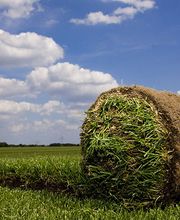 Fertigrasen-Farm Winkel-KG Bild 2