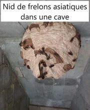 Protec Nuisibles image 6