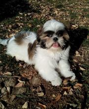 À la Maison du Toilettage image 11